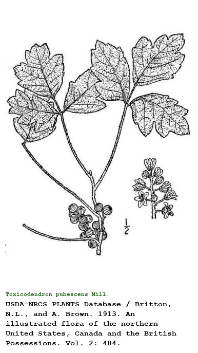 Toxicodendron pubescens Mill.